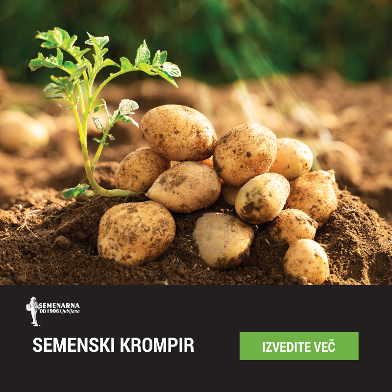Semenski krompir