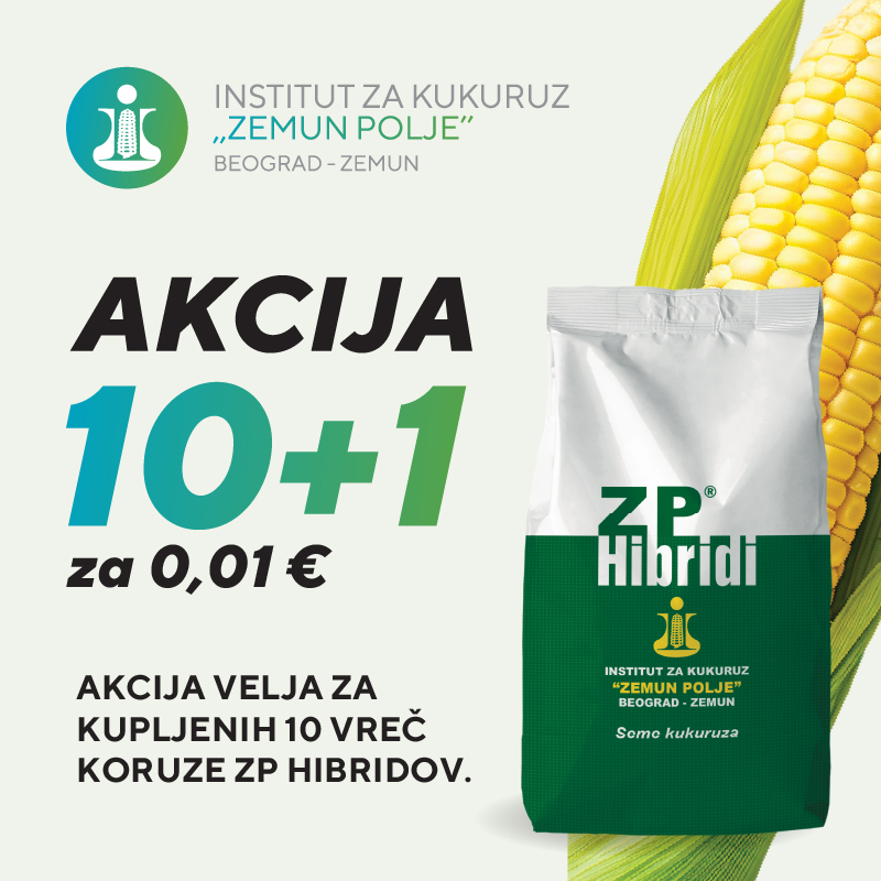 Zp hibridi